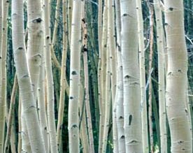 Aspen bark