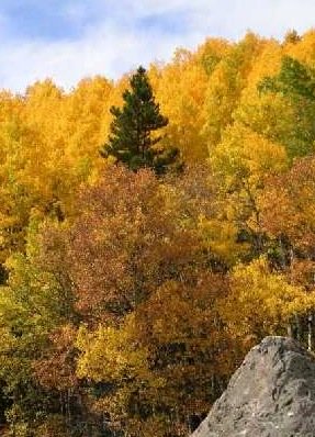 Aspen bark tree (populous tremuloides)